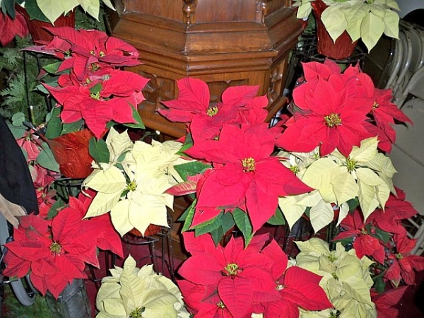 Poinsettia Dedications by Dec. 19